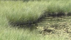 Ivanjiva Golija Dajićko jezero (2)
