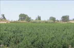 Plantaža Marihuane (2)