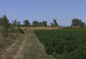 Plantaža Marihuane (3)