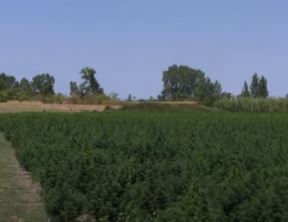 Plantaža Marihuane (4)