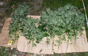 MUP marihuana 3