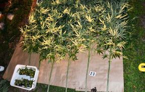 MUP marihuana 4