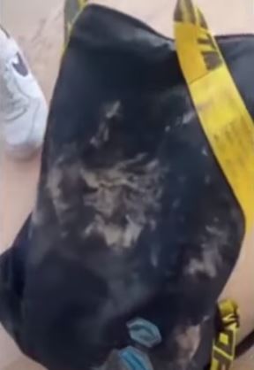 šakira