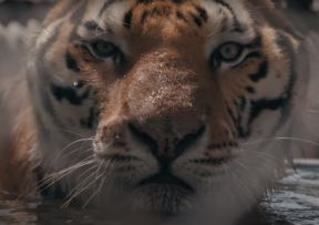 tiger king8