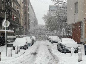 Palo drvo u Kosovskoj  (2).jpg