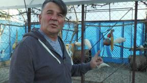 Dragan Lukić, paunovi  (1).jpg
