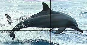 Delfin.jpg