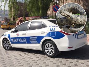 Turska-policija-zmija.jpg