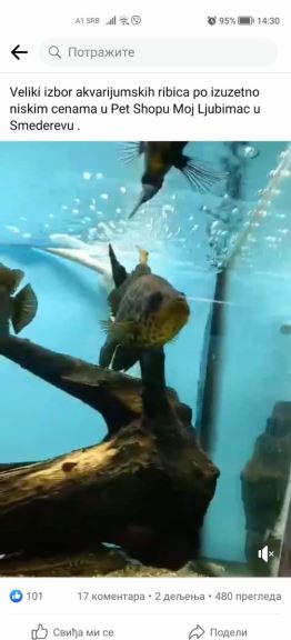 Ljubimci Fejsbuk  (3).jpg