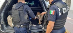 tigar policija 3.jpg