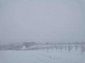 Uništen ros šljiva (3).jpg