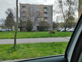 Psi ovčari (4).jpg