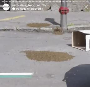 Pčele (4).jpg