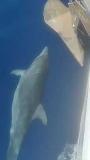 Delfin u moru_1.jpg