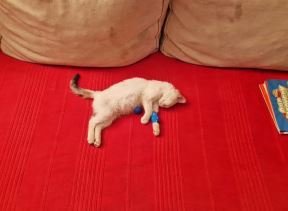 Laki (1).jpg