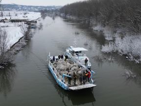 Evakuacija životinja sa Krčedinske ade (2).jpg