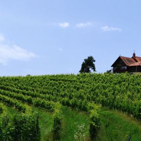 Slovenija Malek2.jpg