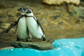 pingvini_zoo_vrt_stefan_stojanović-1 (9).jpg