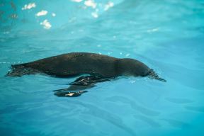 pingvini_zoo_vrt_stefan_stojanović-1 (10).jpg