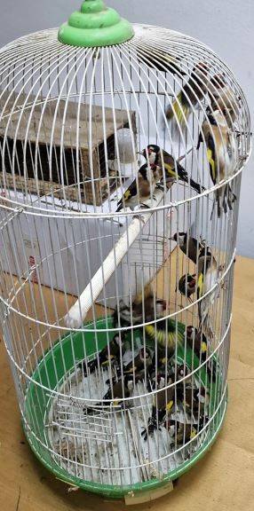 Zaštićene ptice i egzotične lame Horgoš  (3).jpg