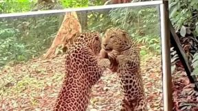 Tigar se gleda u ogledalu