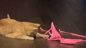 Mačak i bikini