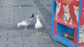 Galebovi mjauču za hranu.jpg