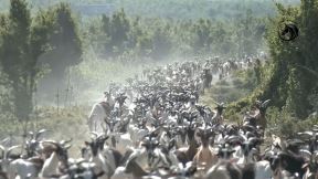 Mladić čuva 1000 koza (2).jpg
