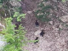 Mečka sa tri mečeta na jezeru Zaovine (5).jpg