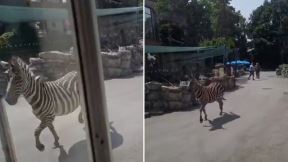 zebra.jpg