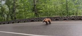Medved kog je uslikao Marko Rokvić