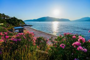 Rose, Luštica (10).jpg