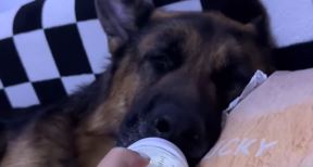 Nemački ovčar pije mleko na flašicu