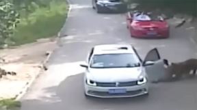 Tigar zgrabio ženu u safari parku (5).jpg