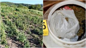 zaplenjena droga kod Vranja