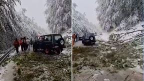 Palo drveće.jpg