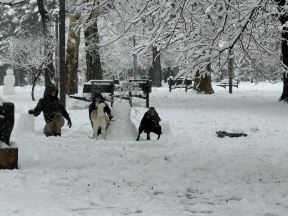 Sneg na Tašmajdanu (3).jpg
