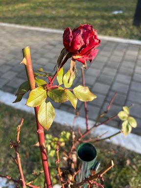 Procvetala ruža usred zime.jpg