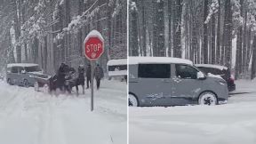 Zaprežna kola izvukla kombi zaglavljen u snegu na Zlatiboru.jpg