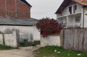 Rodna kuća Jane Todorović (4).png