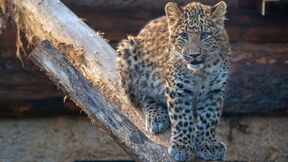 kineski leopard