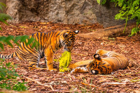 Sumatranski tigar