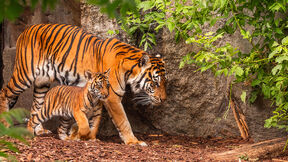 Sumatranski tigar