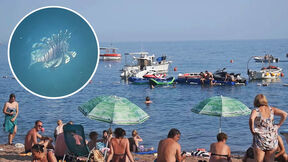 Riba lav, Crna Gora, plaža, more, letovanje