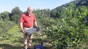 Berba borovnica 2.jpg