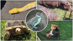 zoo vrt životinje