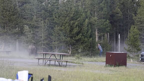 Bizon napao muškarca u Jeloustonu 5.jpg