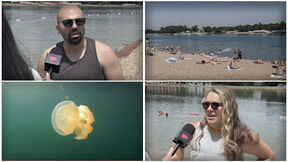 meduze na adi