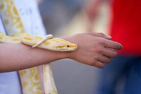 Albino piton zmija