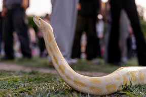 Albino piton zmija